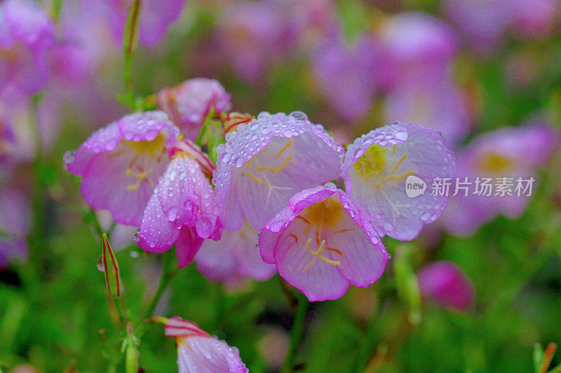 月见草/水月草/粉红女郎